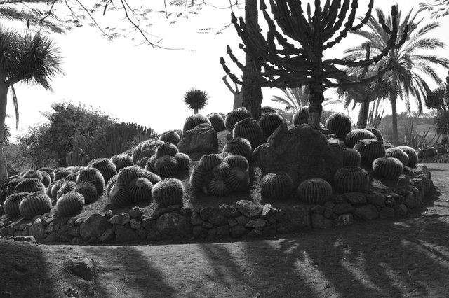 114764045056 - land of the giant cacti pt2_5.jpg