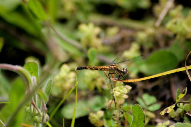 dragonfly 3-3.jpg