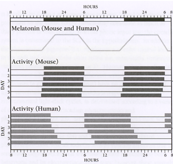 diurnal-nocturnal.PNG