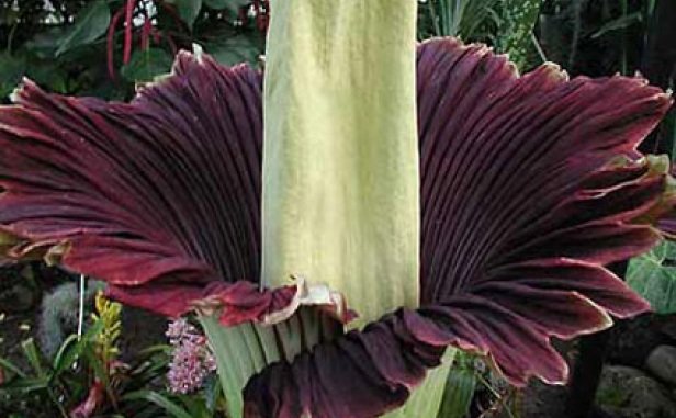 71329_corpseflowerpicture51.jpg