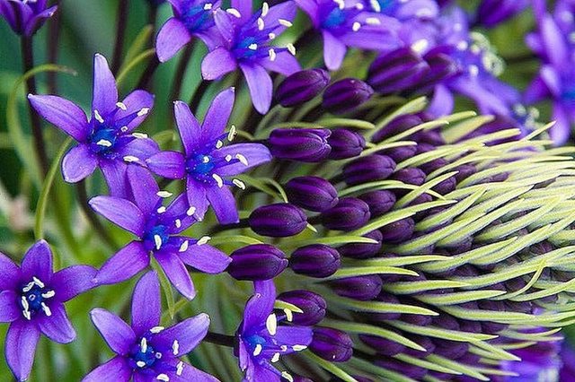 flowers-beautiful-nature-purple-picture.jpg
