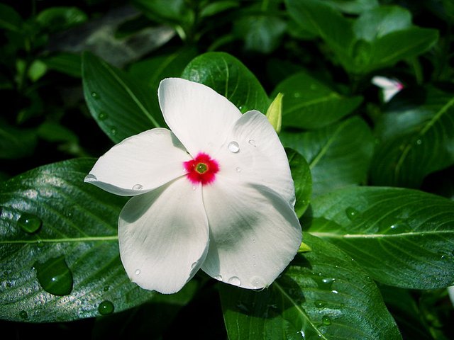 800px-Catharanthus_roseus_white_CC-BY-SA.jpg