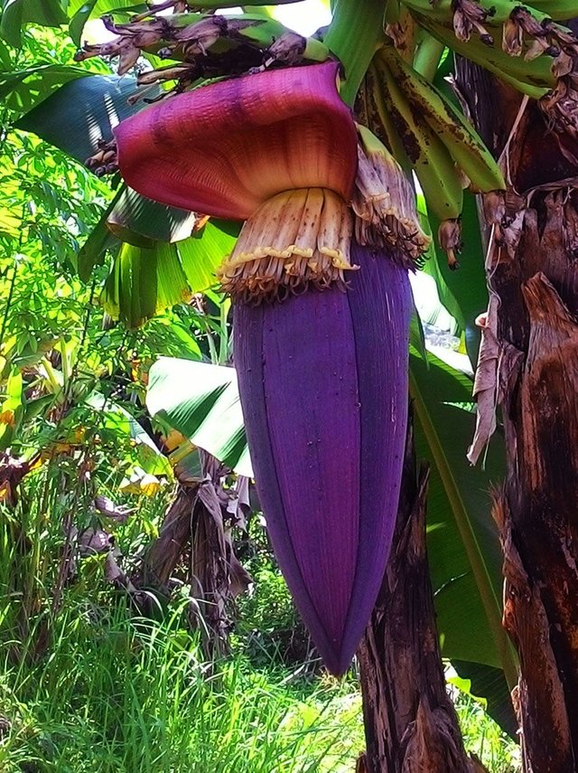 Postingan ke-7 Jantung Pisang (Minggu Jingga-Purple).jpg