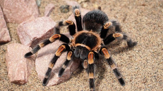 tarantula-1416354_960_720.jpg