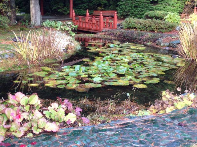 jade path and pond.jpg
