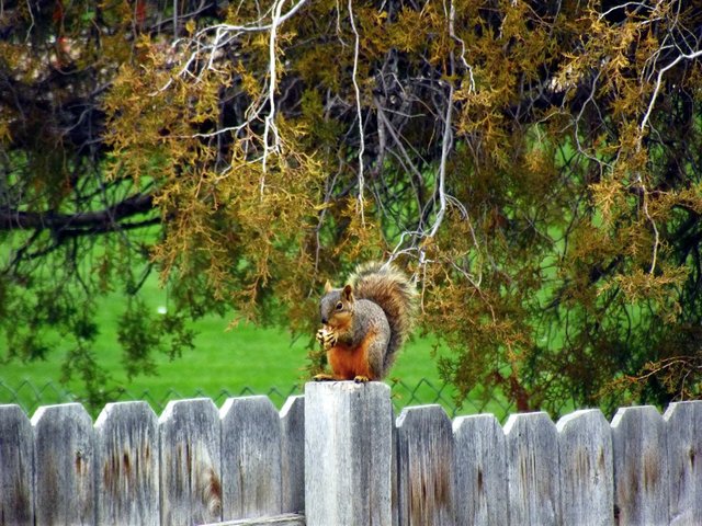 dailypetphotography, naturephotography, peanut is back, day 2, photography by jeronimorubio 2018 (3).jpg