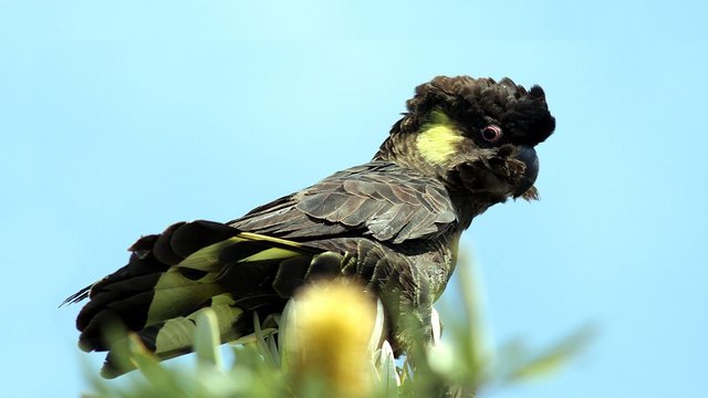 Aves Yellow-tailed Black Cockatoo BY Tas n1 2017-10-14.jpg