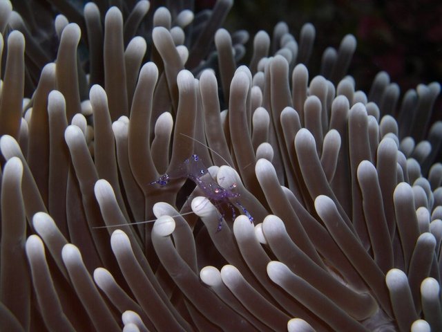 anemone-260011-1024x768.jpg