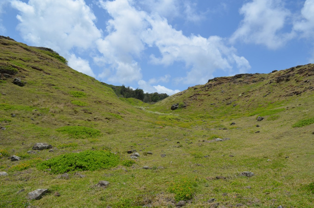 Maui Hawaii Greenery