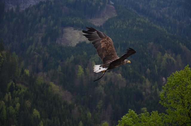 Leadership & 7 Highly Effective Habits of Eagles