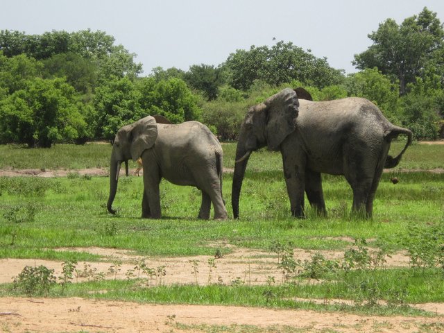 Ghanaian_wildlife.JPG