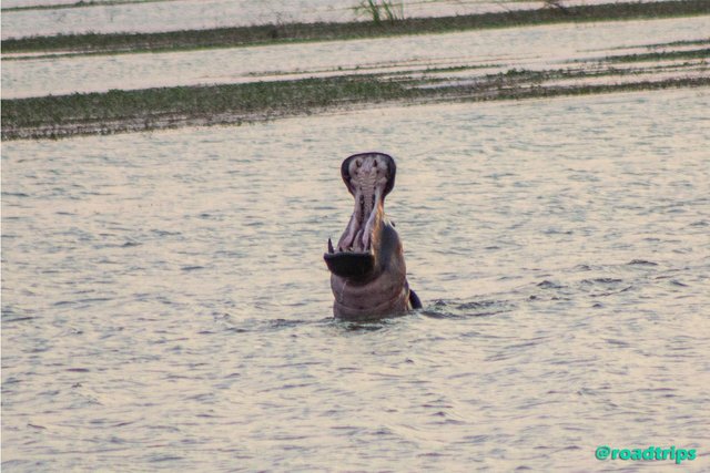 Hippo.jpg