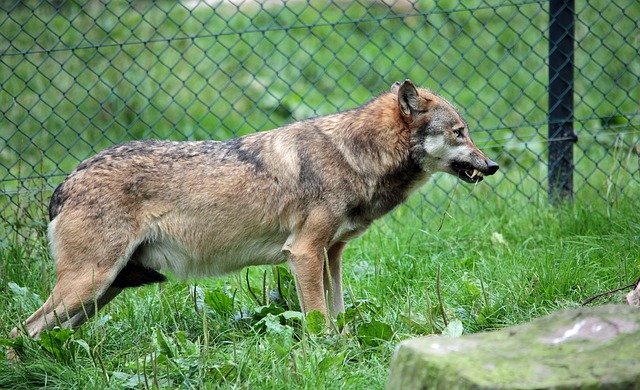 wolf-652360_640.jpg