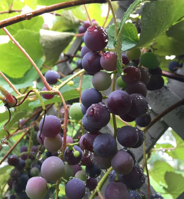 my grapes.jpeg