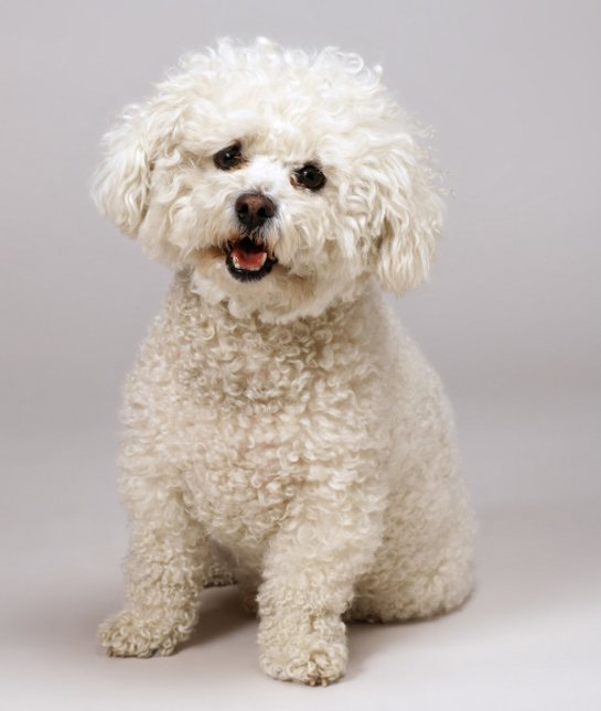 bichon.jpg