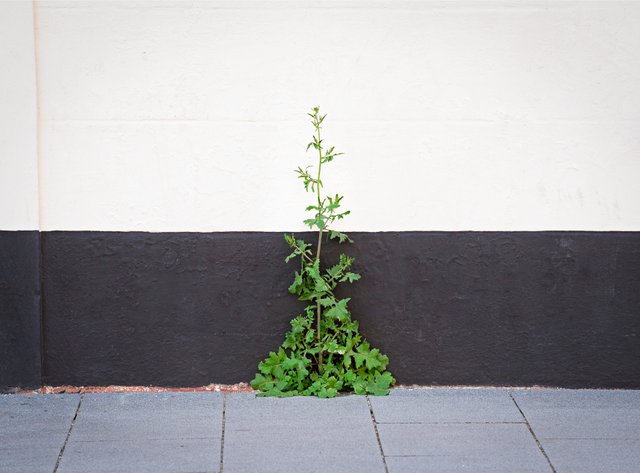 Weed against the wall