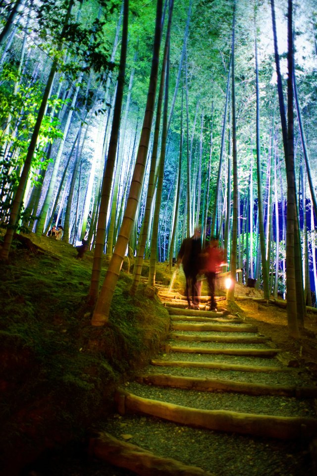 One_of_multiple_pathways_leading_through_Sagano_Bamboo_Forest._Arashiyama._Kyoto.jpg