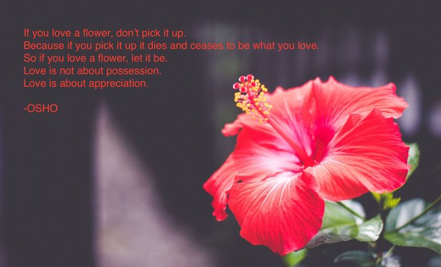 osho flower day 1.jpg