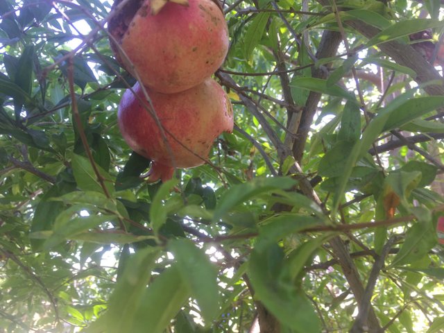 Pomegranate_tree.jpg