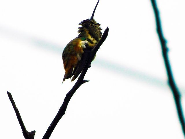 birds of paradise, photography by jeronimo rubio, 2018, all rights reserved, nature (1337).JPG