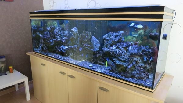 aquarium-eau-de-mer-600-l-complet-20160217085147.jpg