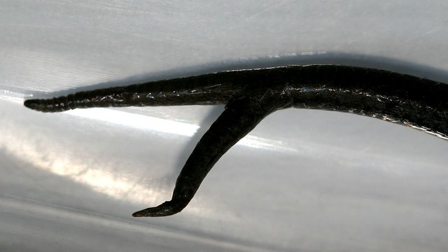Metallic Skink Two Tails Close Up BY.jpg