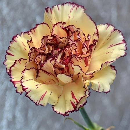 carnations-flowers.jpg