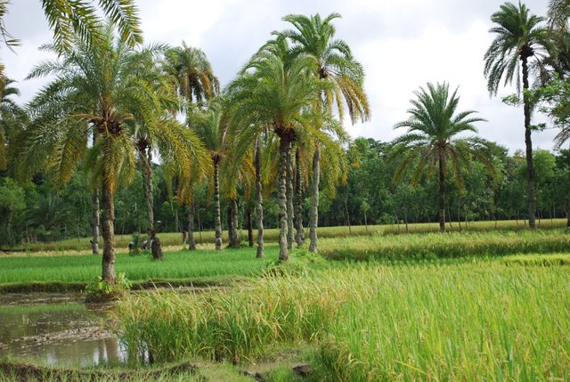 Jessore-Scenery.jpg