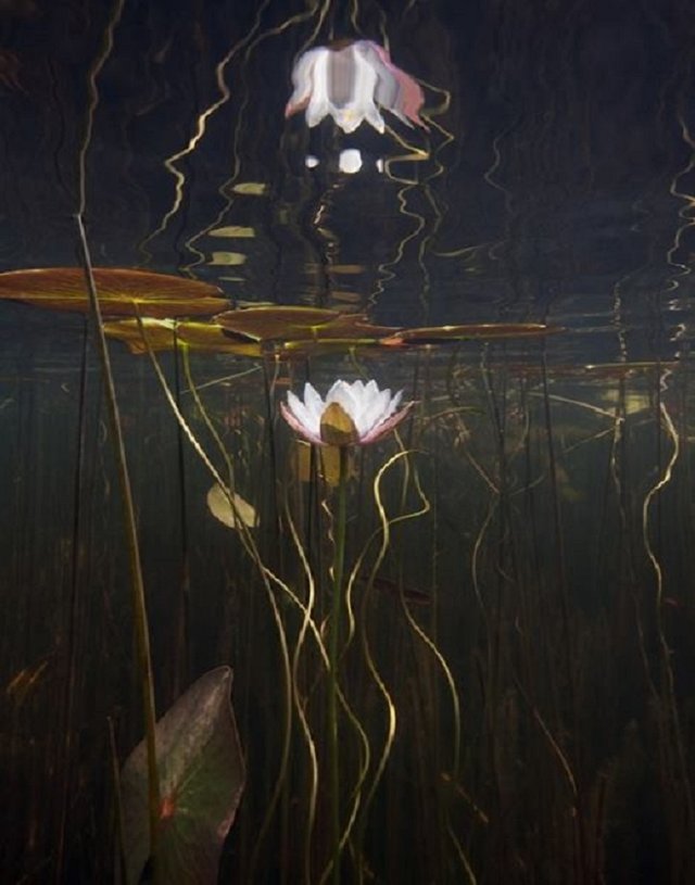 lillypad inverted reflections.jpg