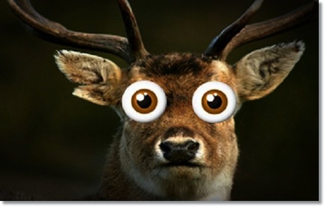 Deer-in-headlights.jpg