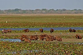 270px-2007_02_Capybaras_05.jpg