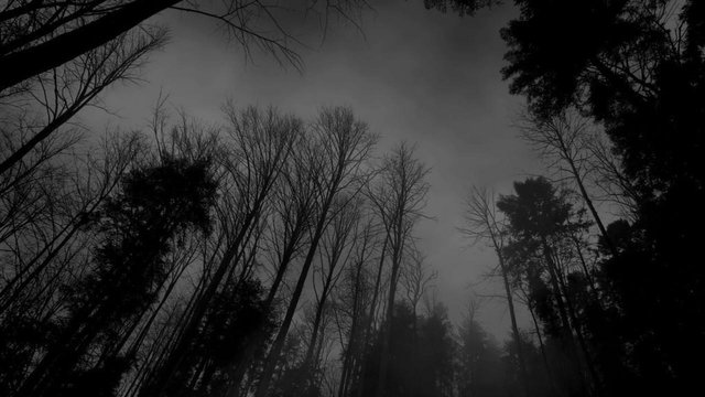 Forest-black-white-dark-forest-wallpaper.jpg