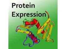 Protein Expression.jpg