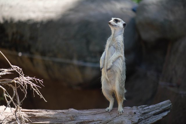 Meerkat_by_Quoll_Pengo_Peter_Halasz_DSC_8091.jpg.jpg