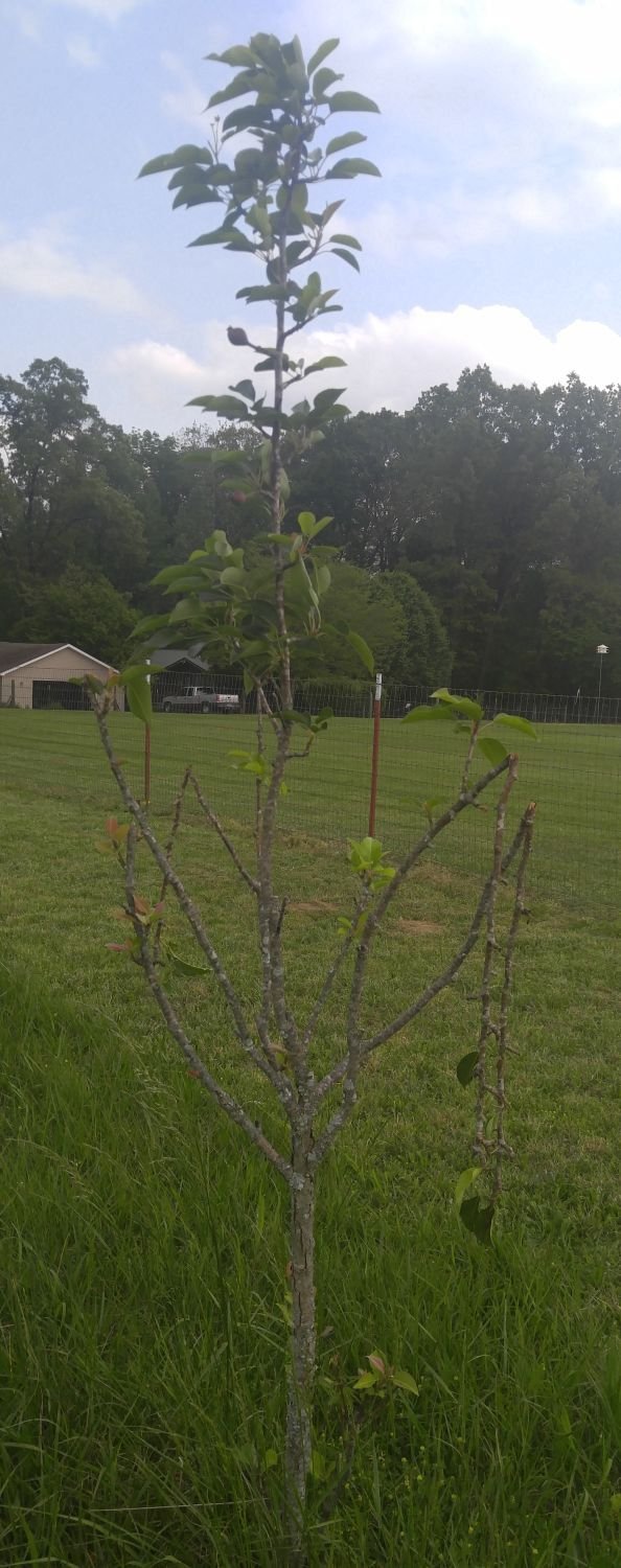 20170428_154930 - Pear tree with broken branches.jpg