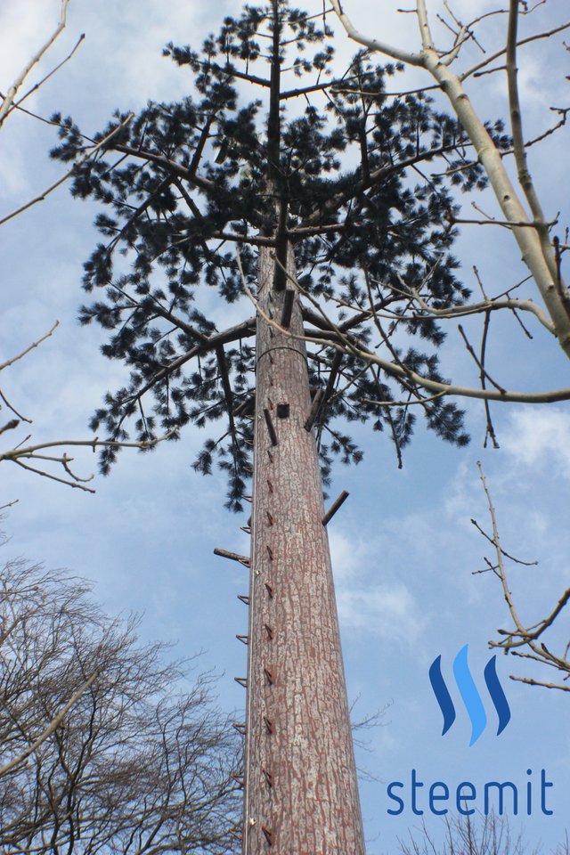 treeSM2.jpg