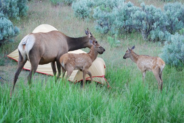 2008_Yellowstone_606.jpg