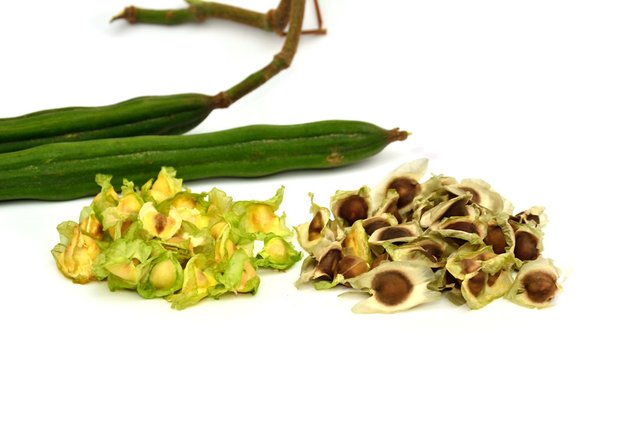 Moringa seeds.jpg