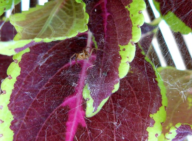 spider coleus.jpg