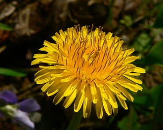 330px-DandelionFlower.jpg