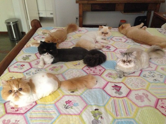 gatos familia cama.jpg