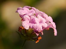 Lantana-Violet.jpg