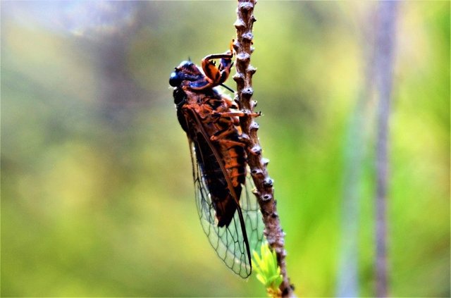 cicada b.JPG