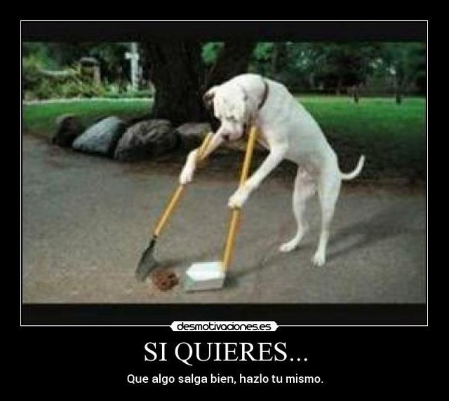 perro_33.jpg