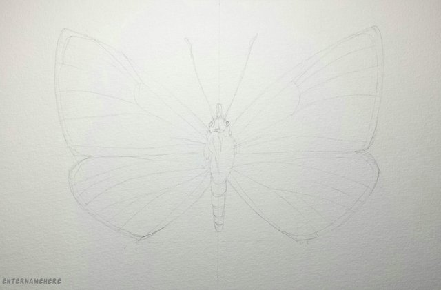 steemit-alphabetartchallenge-enternamehere-day24-xerces-butterfly-pencil.jpg