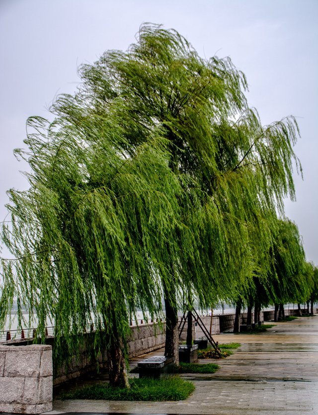 dragon_lake_anhui_trees_by_jackpott69-d6kz718.jpg