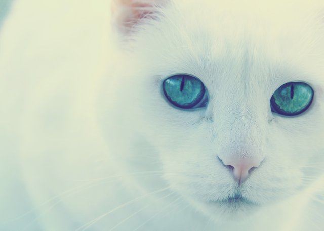 maxpixel.freegreatpicture.com-Cat-Green-Eyes-White-Cat-1834693.jpg