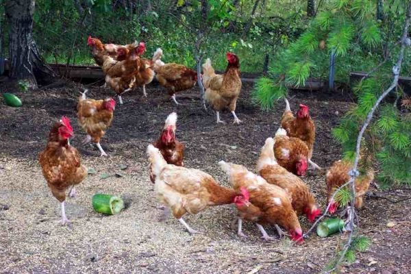 country-chicken-farm-feed-600x400.jpg