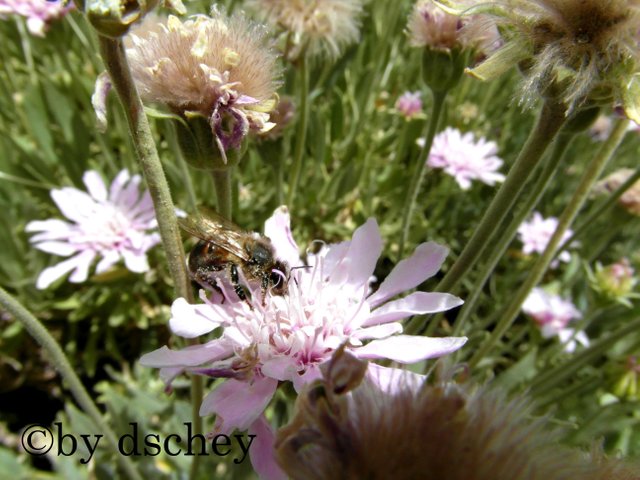 bee on teide