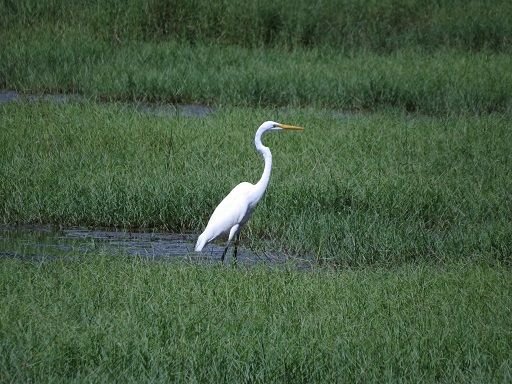 Chinese egret.jpg